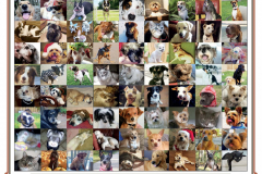 StAugHumane-Calendar-44365_Page_03