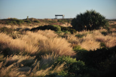 back-dunes-24x26